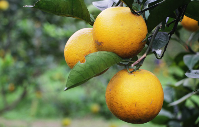 Mẹo bảo quản trái cây mâm ngũ quả tươi lâu gấp đôi mà không cần đến tủ lạnh - Ảnh 5.