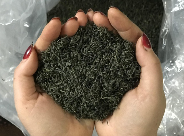 Đắt ngang v&agrave;ng r&ograve;ng: Tr&agrave; đinh ngậm sương n&uacute;i gi&aacute; 6 triệu đồng/kg - Ảnh 2.