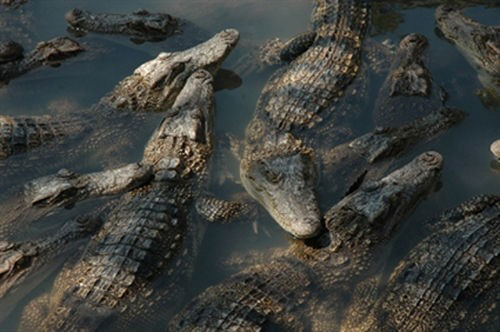 Rớt giá, hàng nghìn con cá sấu bị bỏ đói giữa thủ phủ cá sấu - Ảnh 2.