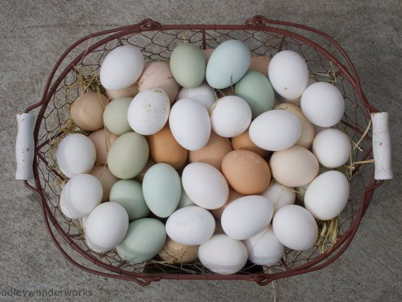Muốn thấy sự khác biệt về dinh dưỡng hãy nhìn vào lòng đỏ trứng, màu càng đậm càng chứng tỏ điều này - Ảnh 2.