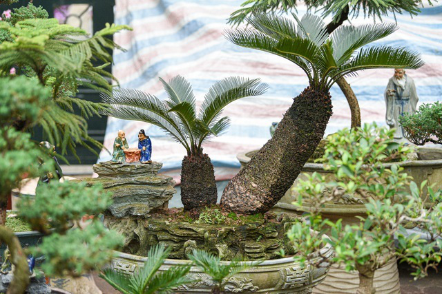 Vạn tuế bonsai mini chơi Tết giá chục triệu đồng ở Hà Nội - Ảnh 2.