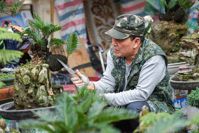 Vạn tuế bonsai mini chơi Tết giá chục triệu đồng ở Hà Nội - Ảnh 3.