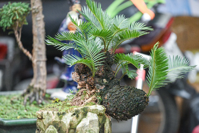 Vạn tuế bonsai mini chơi Tết giá chục triệu đồng ở Hà Nội - Ảnh 12.