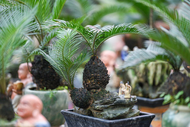 Vạn tuế bonsai mini chơi Tết giá chục triệu đồng ở Hà Nội - Ảnh 4.