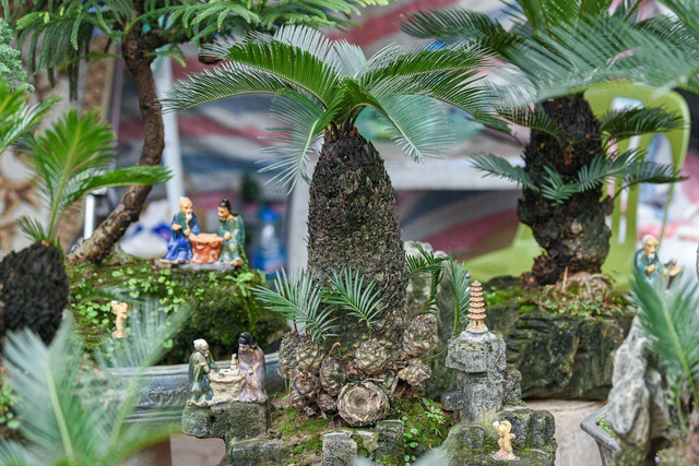 Vạn tuế bonsai mini chơi Tết giá chục triệu đồng ở Hà Nội - Ảnh 5.