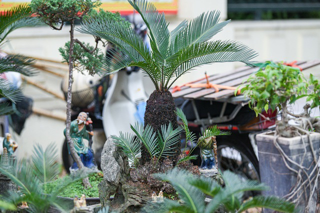 Vạn tuế bonsai mini chơi Tết giá chục triệu đồng ở Hà Nội - Ảnh 6.