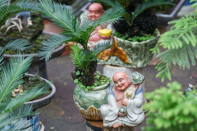 Vạn tuế bonsai mini chơi Tết giá chục triệu đồng ở Hà Nội - Ảnh 7.