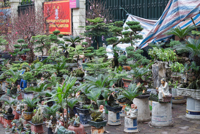 Vạn tuế bonsai mini chơi Tết giá chục triệu đồng ở Hà Nội - Ảnh 8.