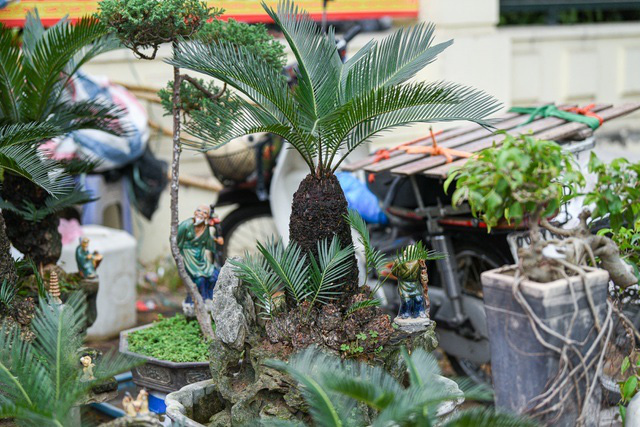 Vạn tuế bonsai mini chơi Tết giá chục triệu đồng ở Hà Nội - Ảnh 9.