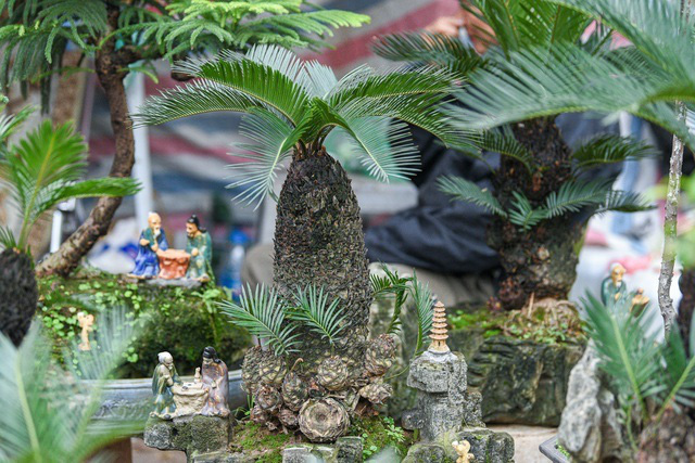 Vạn tuế bonsai mini chơi Tết giá chục triệu đồng ở Hà Nội - Ảnh 10.