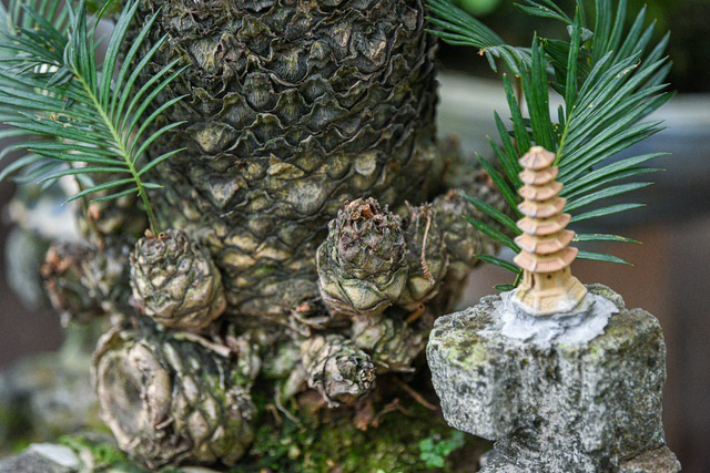 Vạn tuế bonsai mini chơi Tết giá chục triệu đồng ở Hà Nội - Ảnh 11.