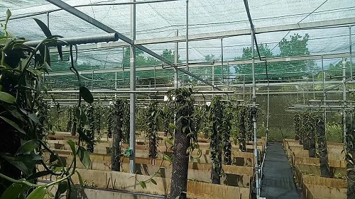 Trồng c&acirc;y lạ, 4 năm mới ra hoa, hoa chỉ nở 1 ng&agrave;y, 9 th&aacute;ng tr&aacute;i mới ch&iacute;n b&aacute;n đắt như v&agrave;ng - Ảnh 3.
