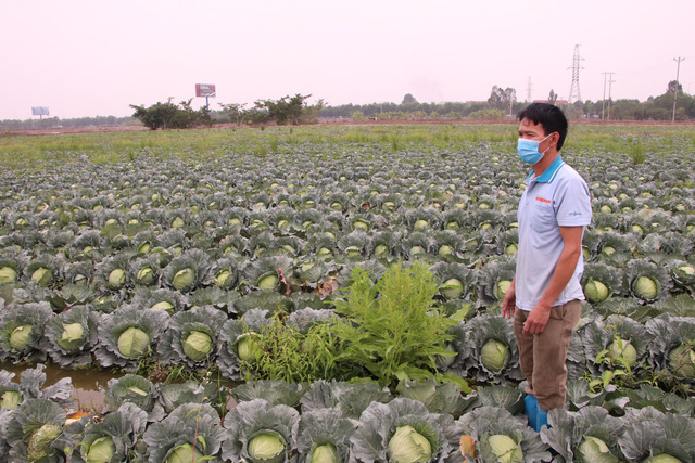 Nông dân Hải Dương gánh nỗi lo trên những thửa ruộng buồn - Ảnh 4.