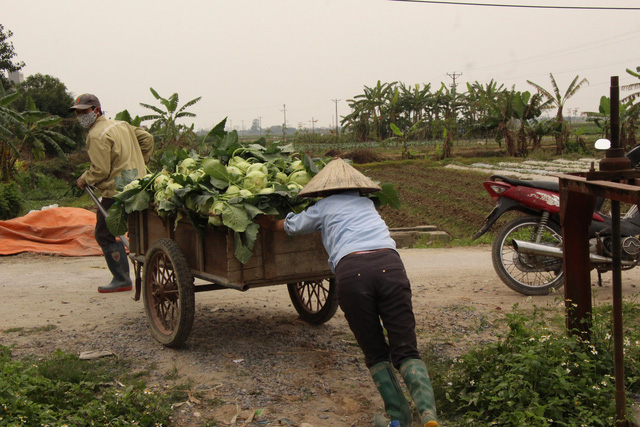 Nông dân Hải Dương gánh nỗi lo trên những thửa ruộng buồn - Ảnh 13.