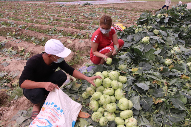 Nông dân Hải Dương gánh nỗi lo trên những thửa ruộng buồn - Ảnh 5.