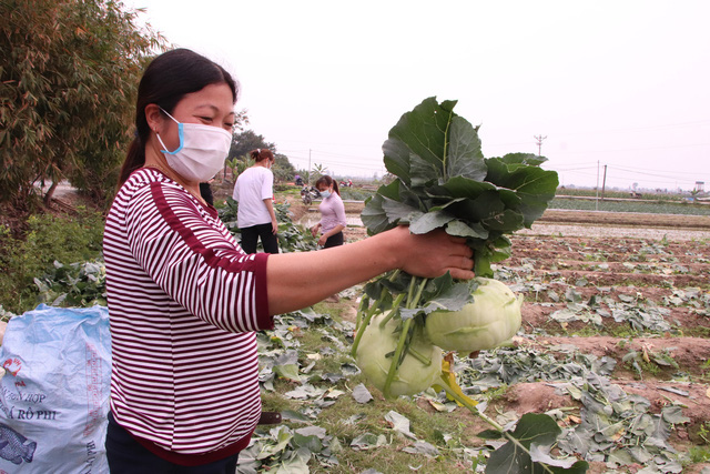 Nông dân Hải Dương gánh nỗi lo trên những thửa ruộng buồn - Ảnh 8.