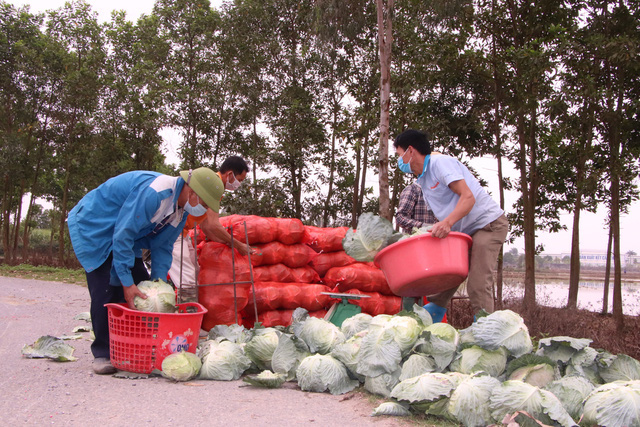 Nông dân Hải Dương gánh nỗi lo trên những thửa ruộng buồn - Ảnh 12.