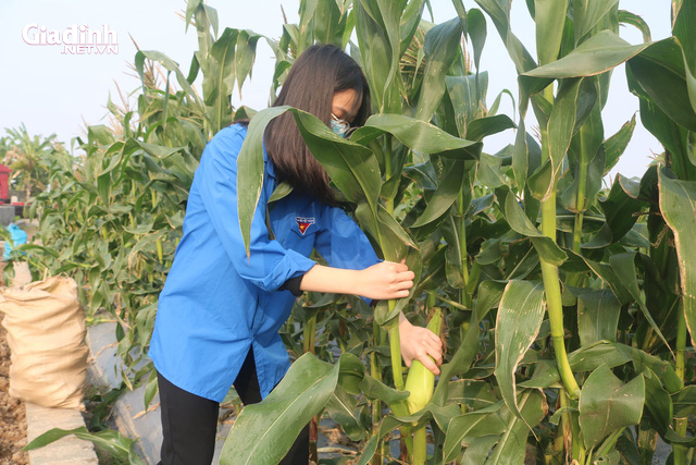 Hải Phòng: Người nông dân mừng phát khóc vì “giải cứu” được nông sản trong dịch COVID-19 - Ảnh 2.