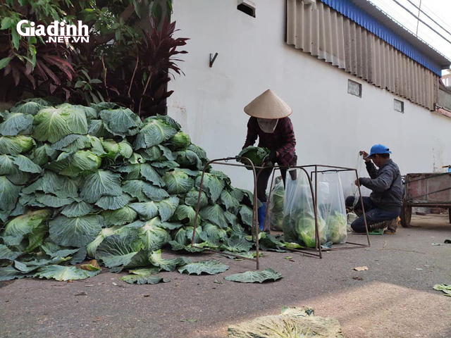 Hải Phòng: Người nông dân mừng phát khóc vì “giải cứu” được nông sản trong dịch COVID-19 - Ảnh 5.