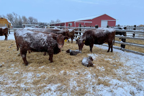 Hình ảnh người dân Texas oằn mình trong bão tuyết kỷ lục, đồ đạc trong nhà đóng băng, người dân chết vì mất điện - Ảnh 3.