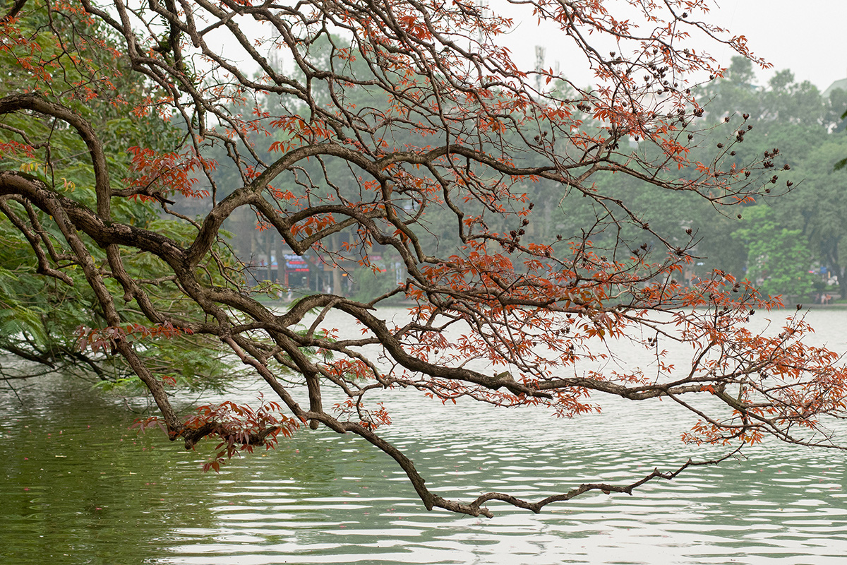 Khung cảnh hồ Gươm đẹp thơ mộng và cổ kính trong mùa cây thay lá