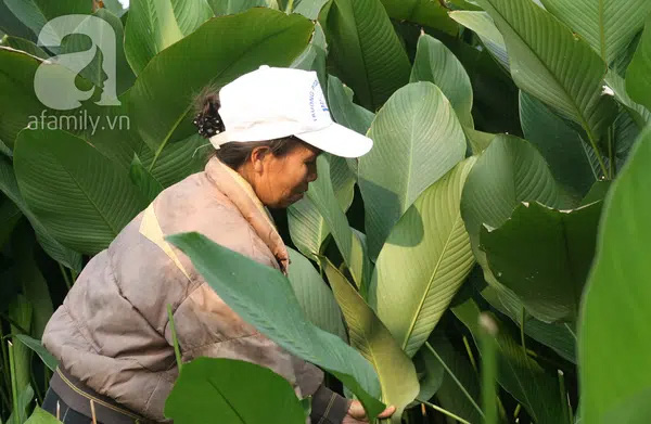 Ngoài gói bánh chưng, chuyên gia tiết lộ lá dong còn có thể chữa bệnh theo cách này nhưng không phải ai cũng biết - Ảnh 4.