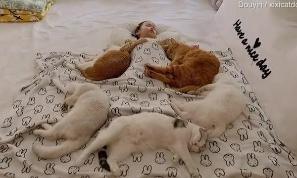 Ngộ nghĩnh 5 con mèo ngủ say quanh cô chủ 2 tuổi - Ảnh 2.
