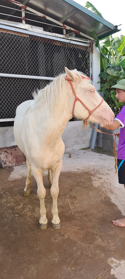 Những mẩu chuyện cóp nhặt tại “thủ phủ” ngựa bạch đất Bắc - Ảnh 2.