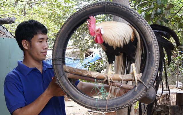Cử nh&acirc;n bỏ việc ở phố về qu&ecirc; nu&ocirc;i chim trĩ kiếm h&agrave;ng tỷ đồng - Ảnh 1.