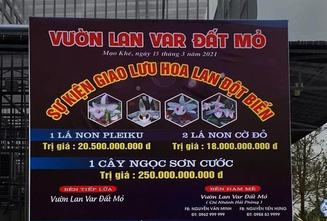 Đua nhau dốc ví mua lan đột biến tiền tỷ: Không tỉnh táo, lao vào là chết - Ảnh 1.