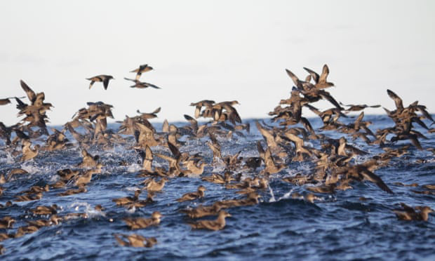Cái chết bí ẩn của hàng triệu con chim biển được giải đáp - Ảnh 2.