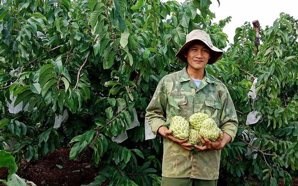 100.000 đồng một quả mãng cầu hoàng hậu Thái Lan khổng lồ, nông dân hồ hởi làm giàu - Ảnh 1.