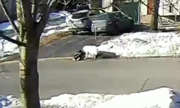 Chó chặn xe để cầu cứu khi chủ bị ngất trên đường - Ảnh 2.