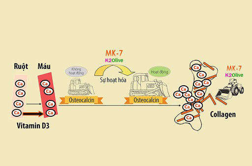 Đi tìm lý do “siêu vi chất” K2&Olive được tin dùng khi kết hợp với Vitamin D3 để hỗ trợ phát triển chiều cao cho trẻ nhỏ. - Ảnh 2.