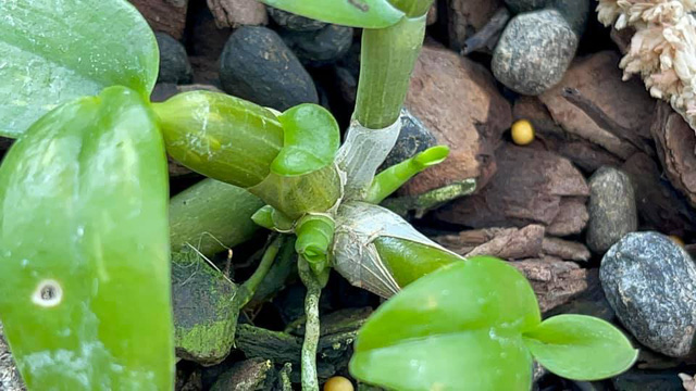 Từ việc cây lan Hồng Bồng Lai cao 7cm giá hơn 1,6 tỉ đồng, hướng dẫn cách chọn cây hoa lan khỏe đẹp, dễ trồng, dễ sống - Ảnh 2.