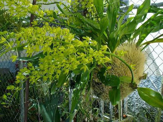 Từ việc cây lan Hồng Bồng Lai cao 7cm giá hơn 1,6 tỉ đồng, hướng dẫn cách chọn cây hoa lan khỏe đẹp, dễ trồng, dễ sống - Ảnh 4.