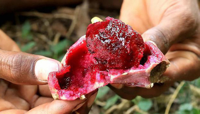 3 loại quả ở Việt Nam mọc dại đầy đường, sang nước ngoài thành của ngon vật lạ bán 1 triệu/kg - Ảnh 2.
