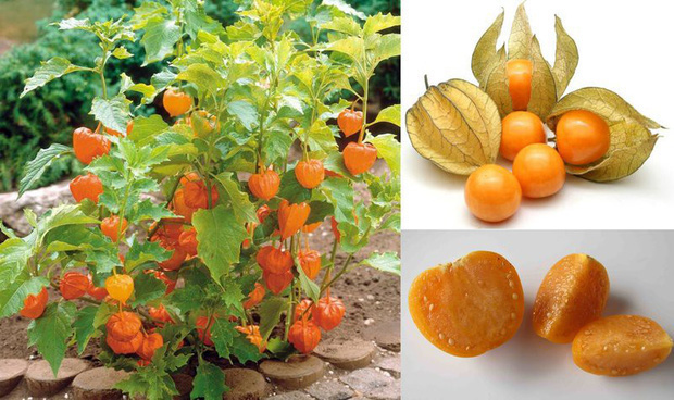 3 loại quả ở Việt Nam mọc dại đầy đường, sang nước ngoài thành của ngon vật lạ bán 1 triệu/kg - Ảnh 6.