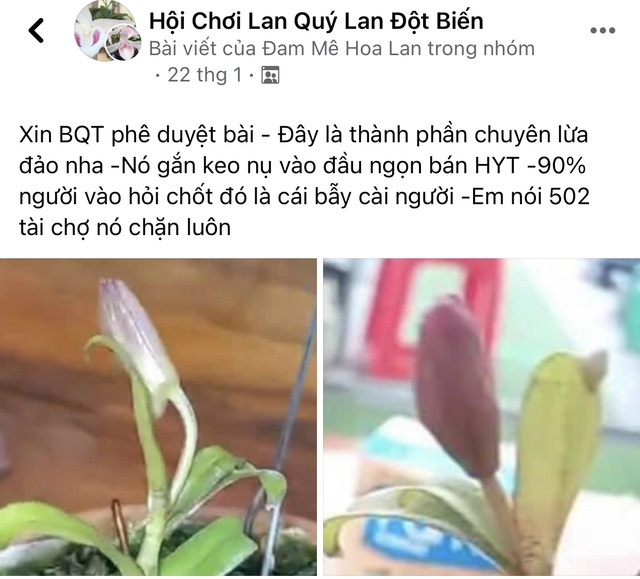 Những lời kêu cứu, khóc ròng của thượng đế về bông lan đột biến bạc tỷ - Ảnh 2.