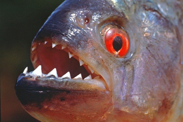 Loài cá cảnh đáng sợ đang được mua bán tràn lan ở Việt Nam có thể ăn thịt người - Ảnh 3.