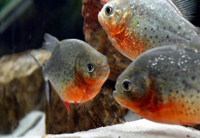 Loài cá cảnh đáng sợ đang được mua bán tràn lan ở Việt Nam có thể ăn thịt người - Ảnh 6.