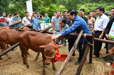 Chủ tịch nước tặng b&ograve; giống gi&uacute;p đồng b&agrave;o ngh&egrave;o  1