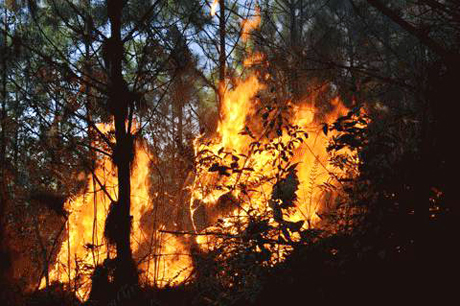 Quảng Ninh: Cháy rừng tại Bãi Cháy 1