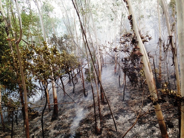 Quảng Ninh: Cháy rừng tại Bãi Cháy 6