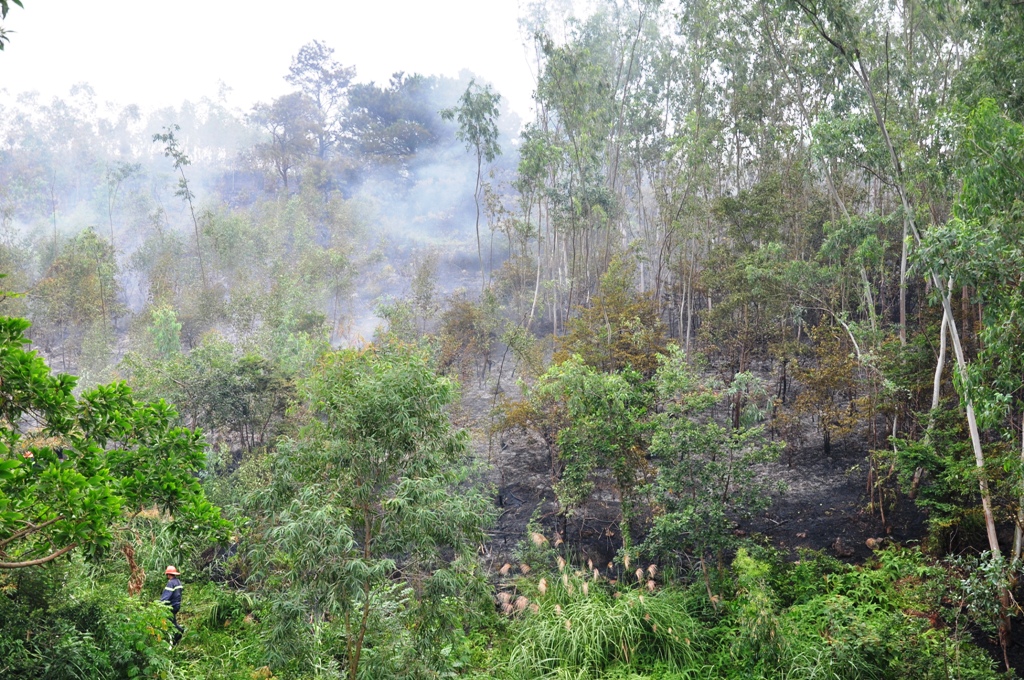Quảng Ninh: Cháy rừng tại Bãi Cháy 5