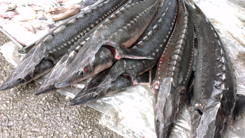 Quảng Ninh: Thu giữ 300 kg cá tầm nhập lậu 1