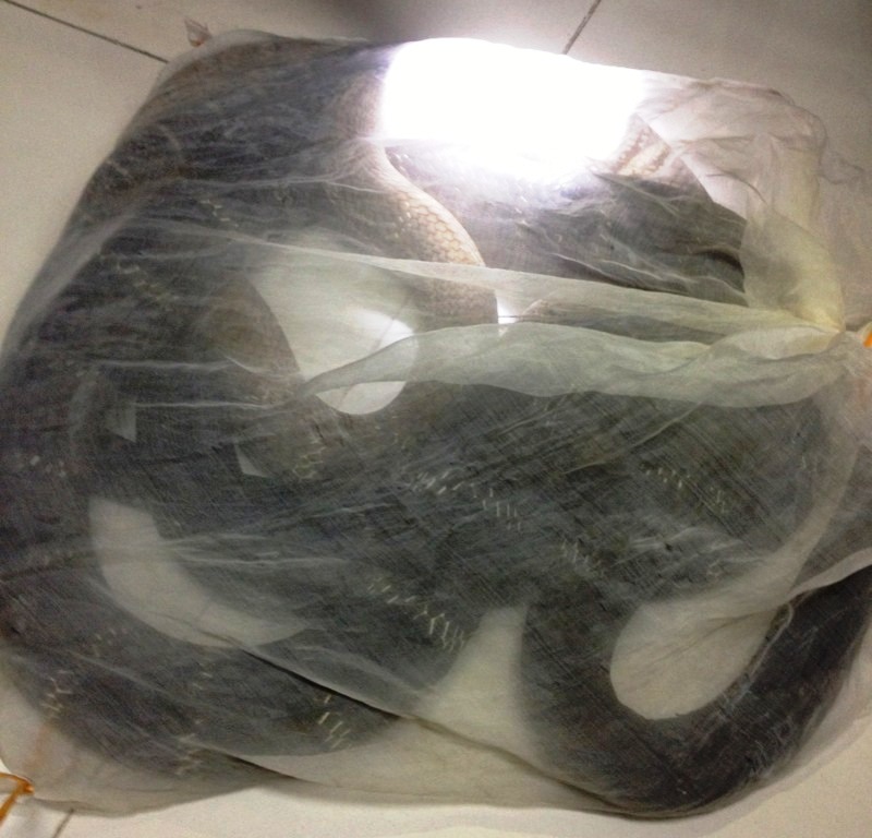 Quảng Ninh: Phát hiện rắn hổ mang chúa trong hành lý của hành khách đi xe ô tô  1