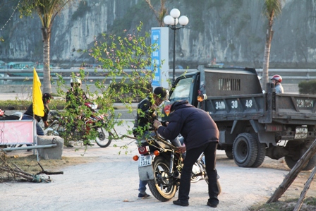 Quảng Ninh: Người d&acirc;n kinh doanh hoa xu&acirc;n "tho&aacute;t hiểm" ngoạn mục 11