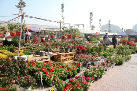 Quảng Ninh: Người d&acirc;n kinh doanh hoa xu&acirc;n "tho&aacute;t hiểm" ngoạn mục 5