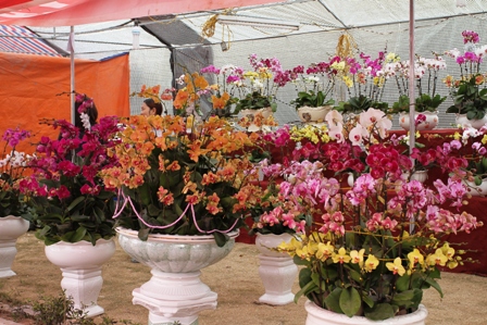 Quảng Ninh: Người d&acirc;n kinh doanh hoa xu&acirc;n "tho&aacute;t hiểm" ngoạn mục 3